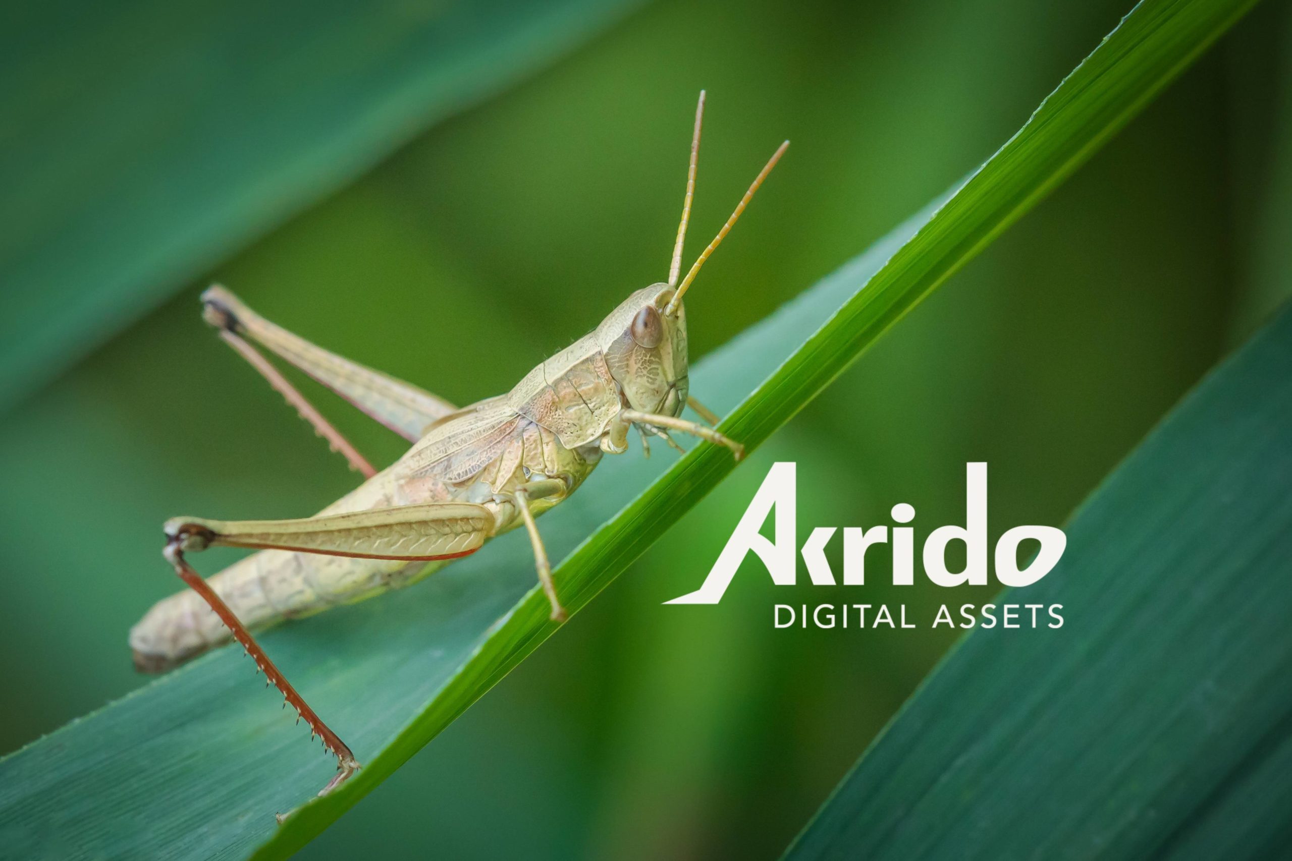 Akrido Digital Assets